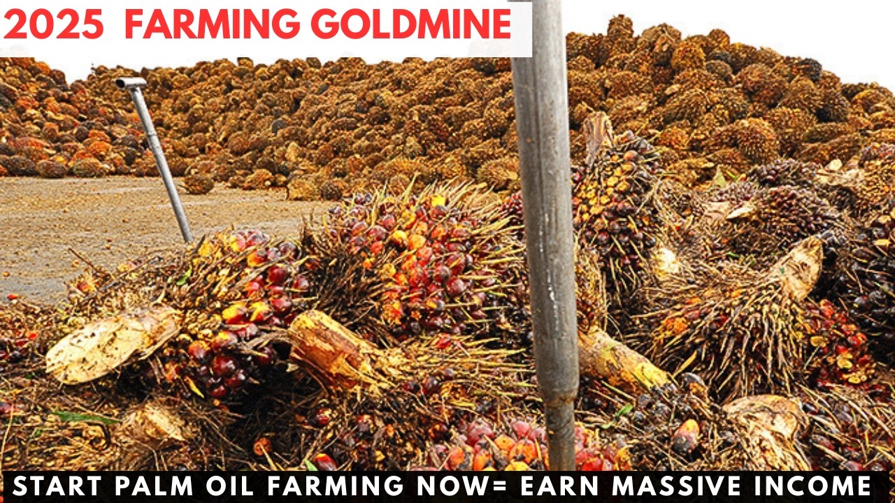 How to Make Millions from Palm Oil in Nigeria 2025 – Complete Step‑by‑Step Guide