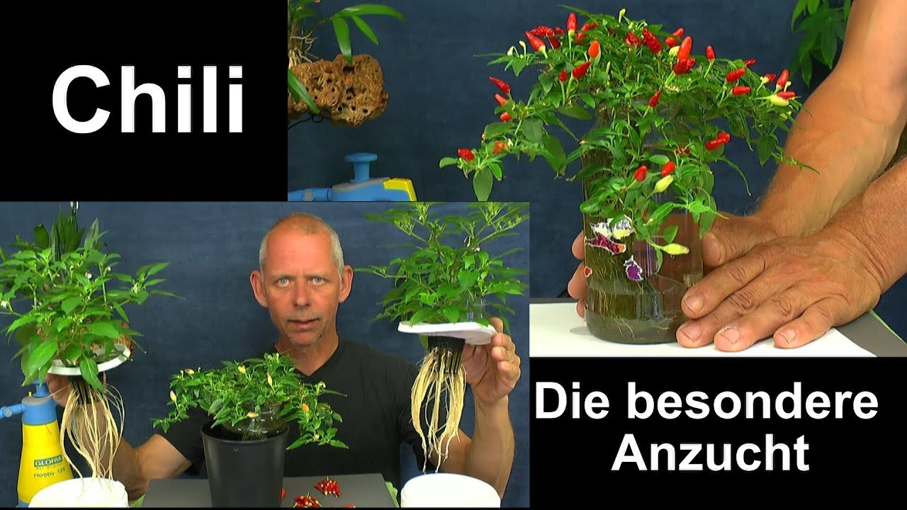 Chili Anzucht im Haus die Penischili in der Hydrokultur und Minichili in der Hydroponic Update