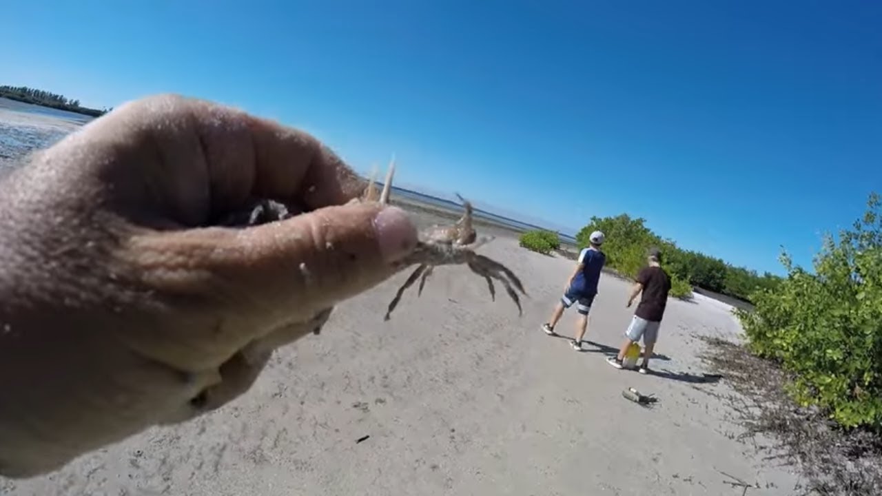 How to Catch Fiddler Crabs to Fish for Sheepshead