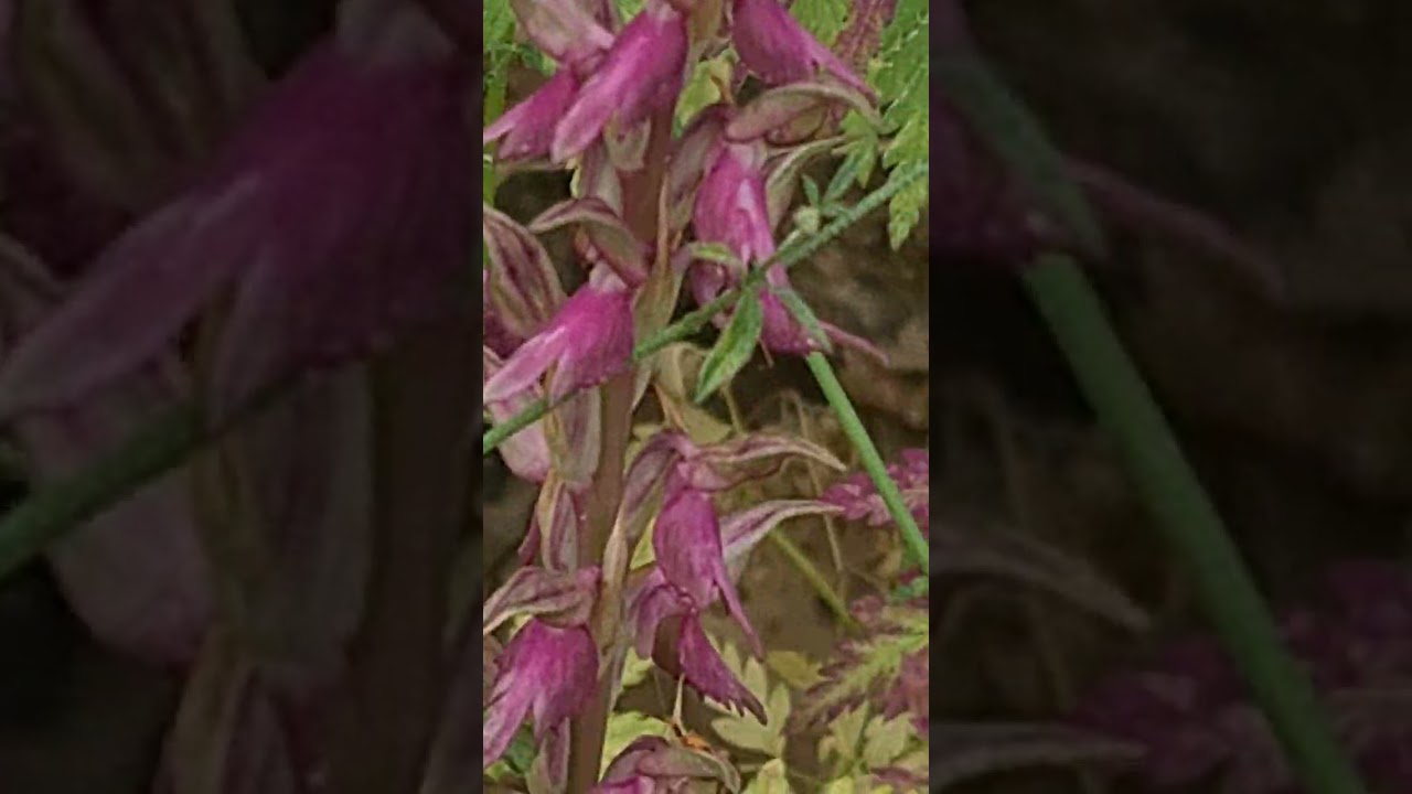 סחלב קדוש Orchis sancta