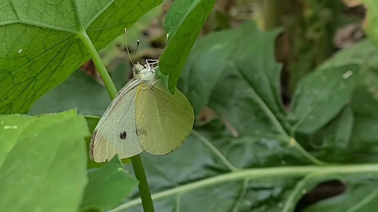 Die Kleine Kohlweißling-Frau (2025) - Mrs. Pieris rapae