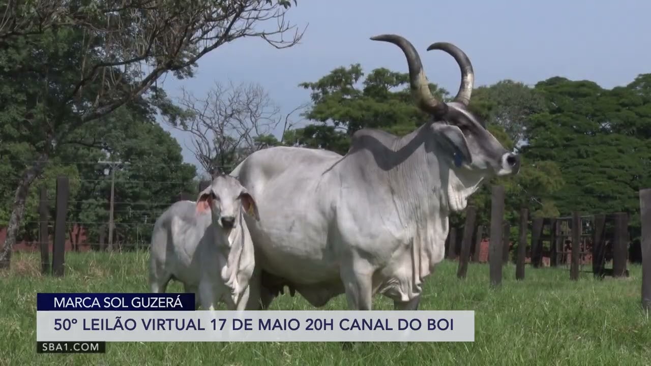 Grandes Criatórios 2022 - 50º LEILÃO VIRTUAL MARCA SOL GUZERÁ