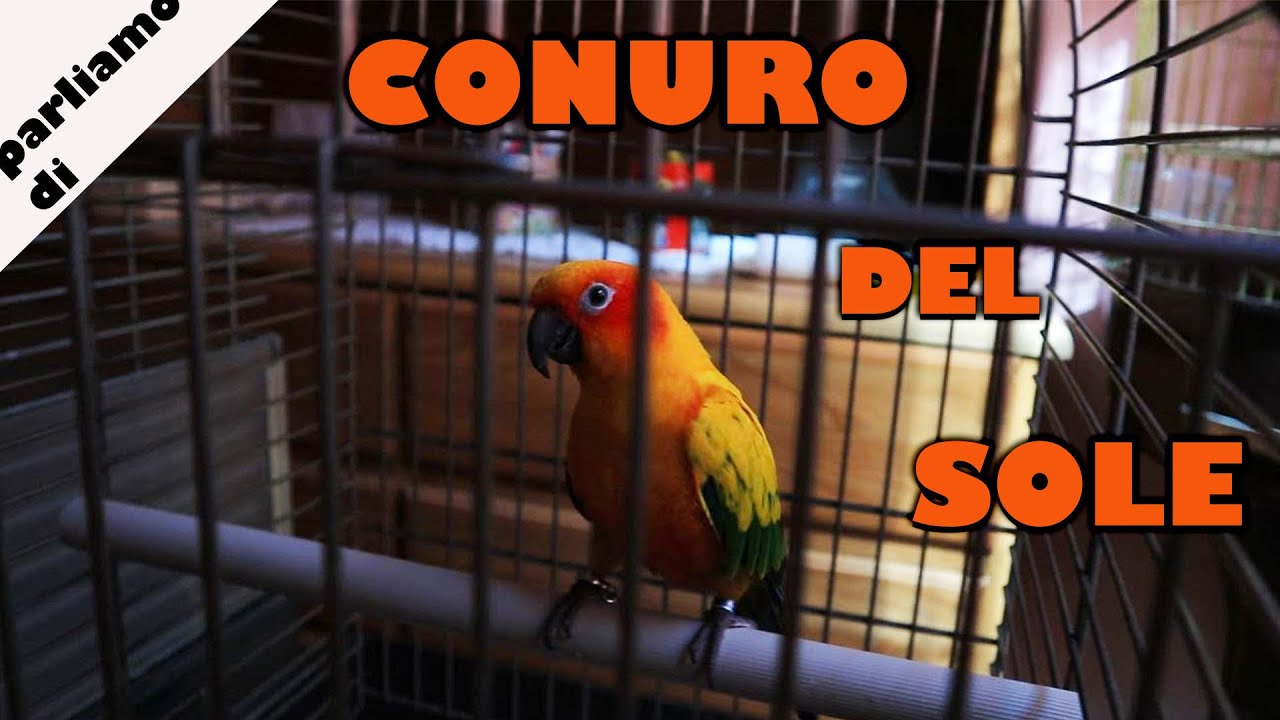Il CONURO DEL SOLE, COME PRENDERSI CURA DI UN CONURO DEL SOLE // Parliamo Di Pappagalli