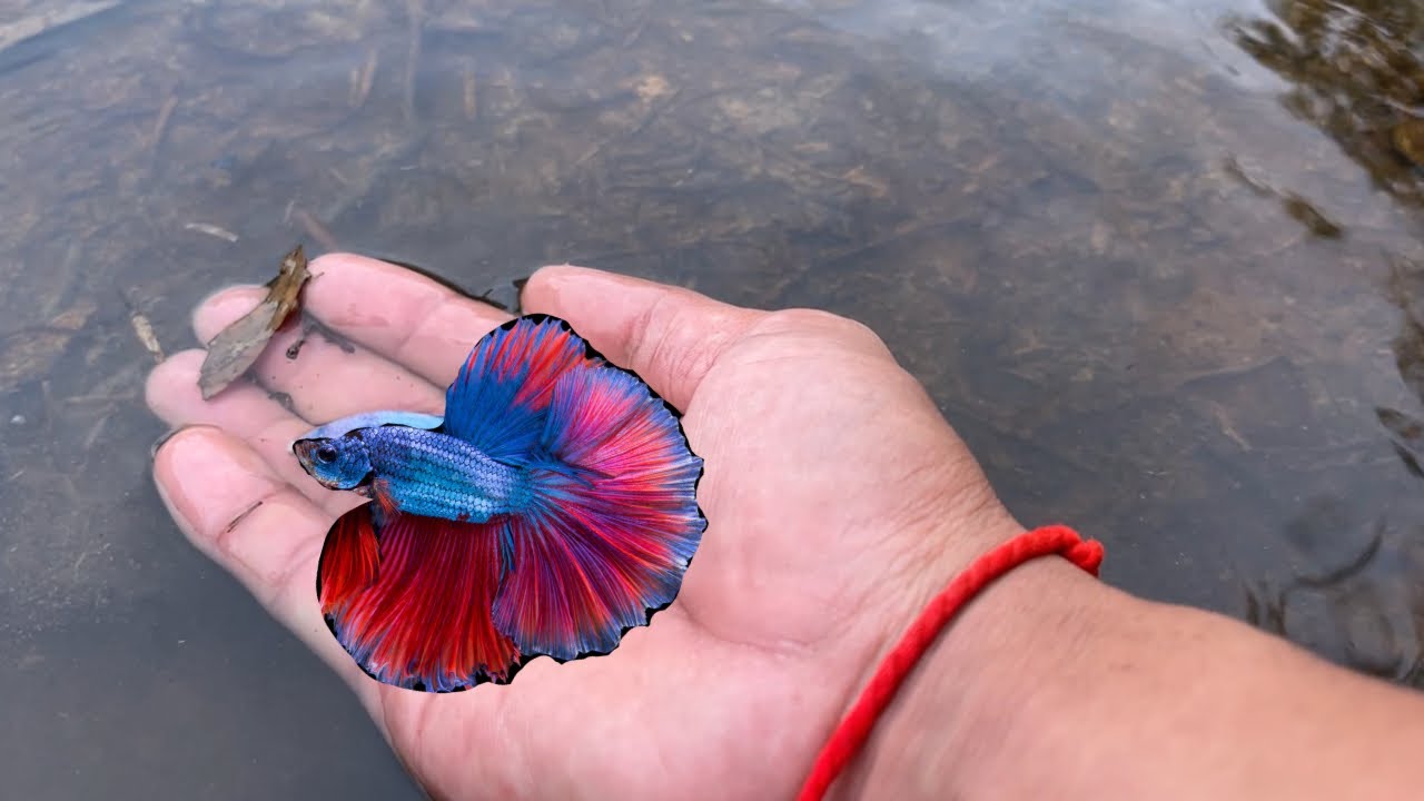 The sky is raining, and there are a lot of betta fish.#fishing #fish 