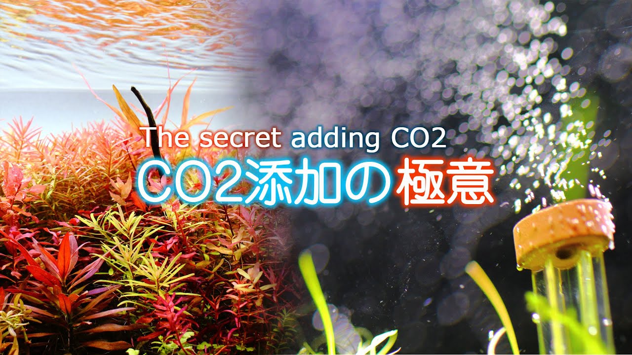 【初心者・中級者】水草が良く育つためのCO2添加方法
