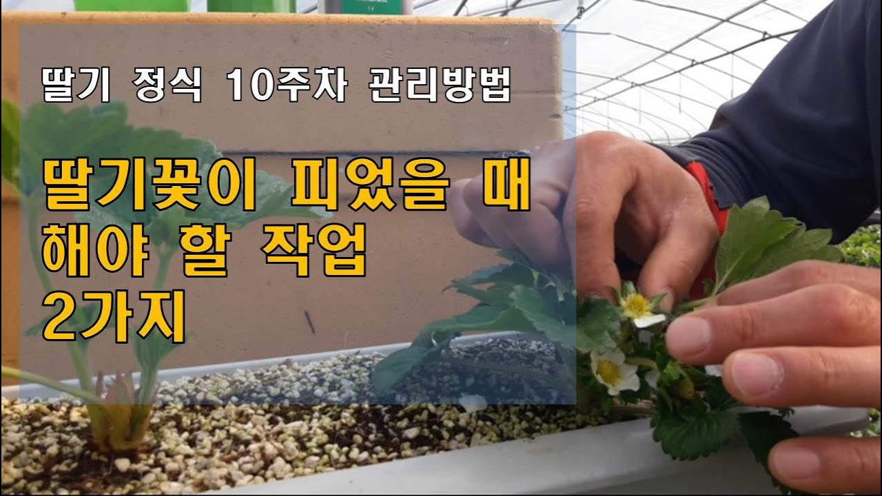 딸기꽃이 피었을 때 해야 할 작업 2가지