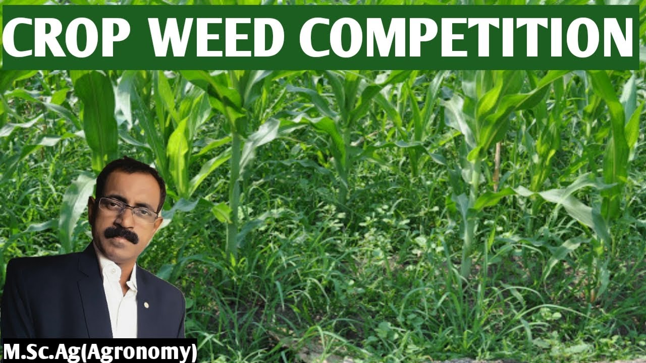 CROP WEED COMPETITION