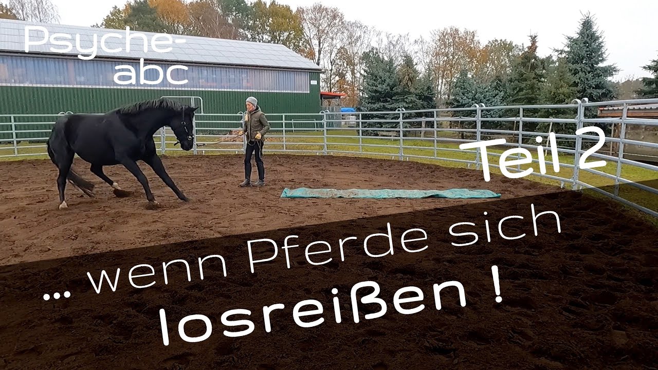 Dein Pferd reißt sich los? - TRAININGSKONZEPT Schritt für Schritt Teil 2