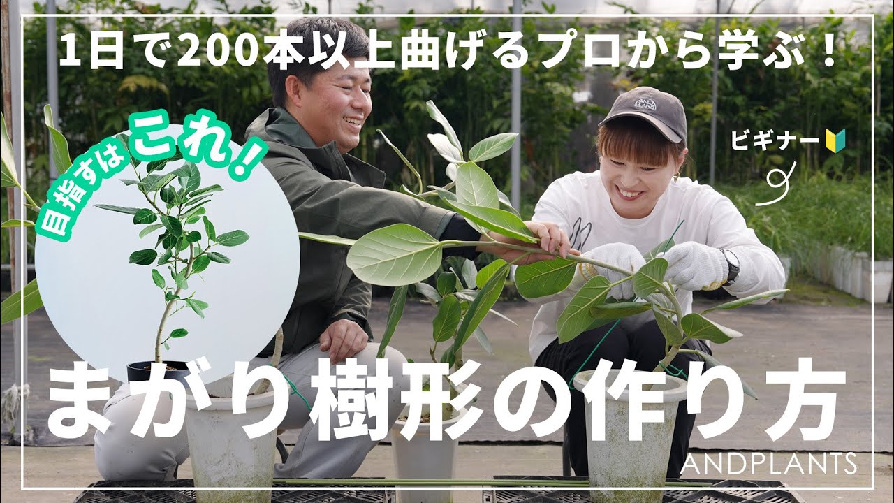 【お家で挑戦】観葉植物の曲げ方｜プロに弟子入りして仕立てテクニックを習得！準備するのは、たったの3アイテム！✨