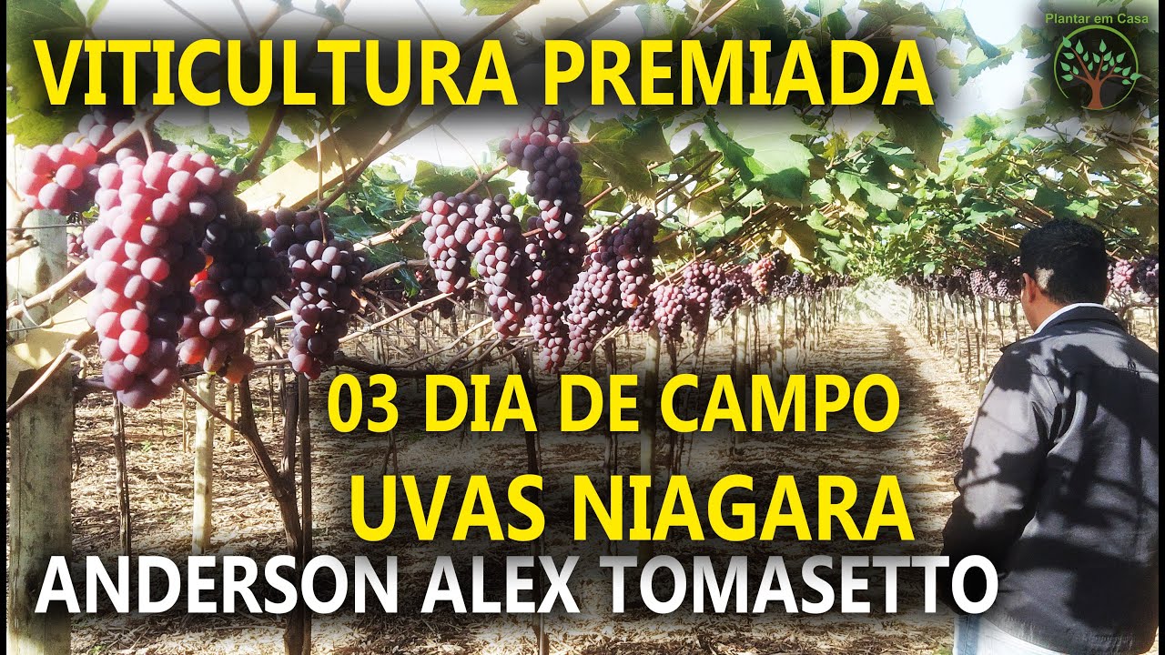 Uva Niagara Rosada Premiada Condução e Produção em Y em Jundiai com Anderson Tomasetto