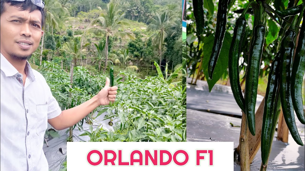 Mau Panen IJO ?? Ya ORLANDO