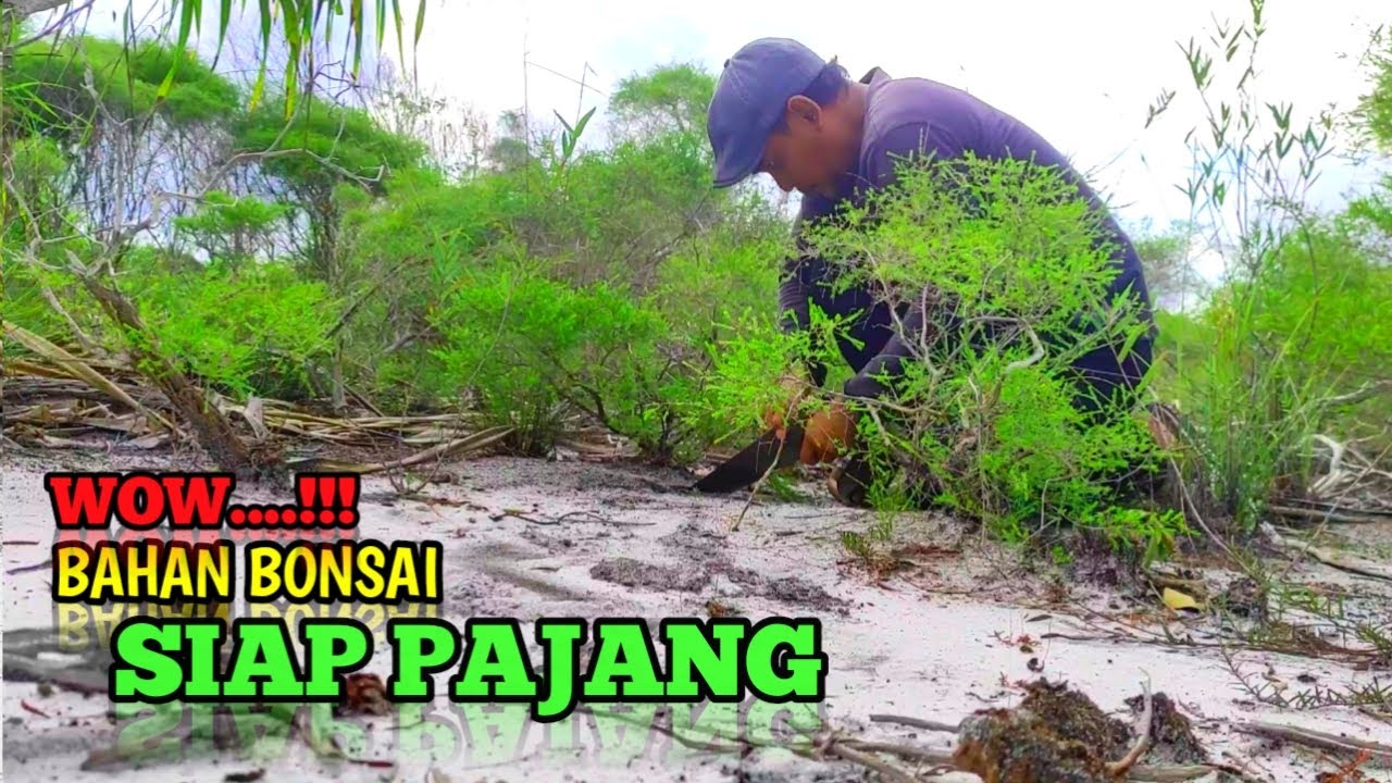 Wow!!! Tidak terduga berburu bahan bonsai pohon sapu-sapu siap pajang di meja