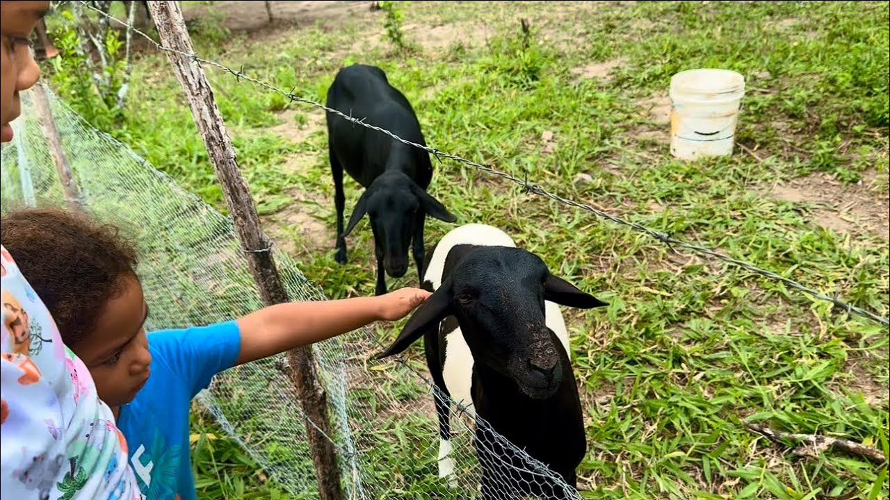 ALIMENTANDO OS ANIMAIS DO SÍTIO!!! Vlog sem cortes.