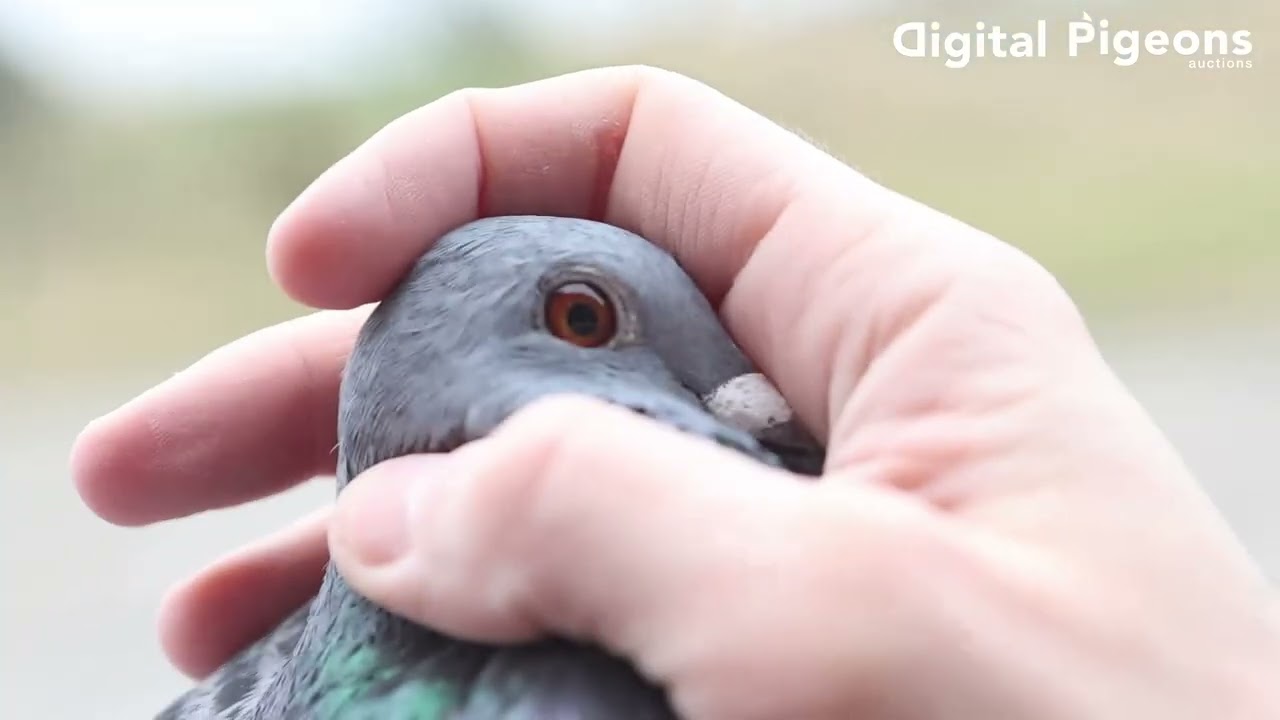IT-562127-24 - SILVESTRI LOFT - Valentine's Day Auction - DIGITAL PIGEONS AUCTIONS