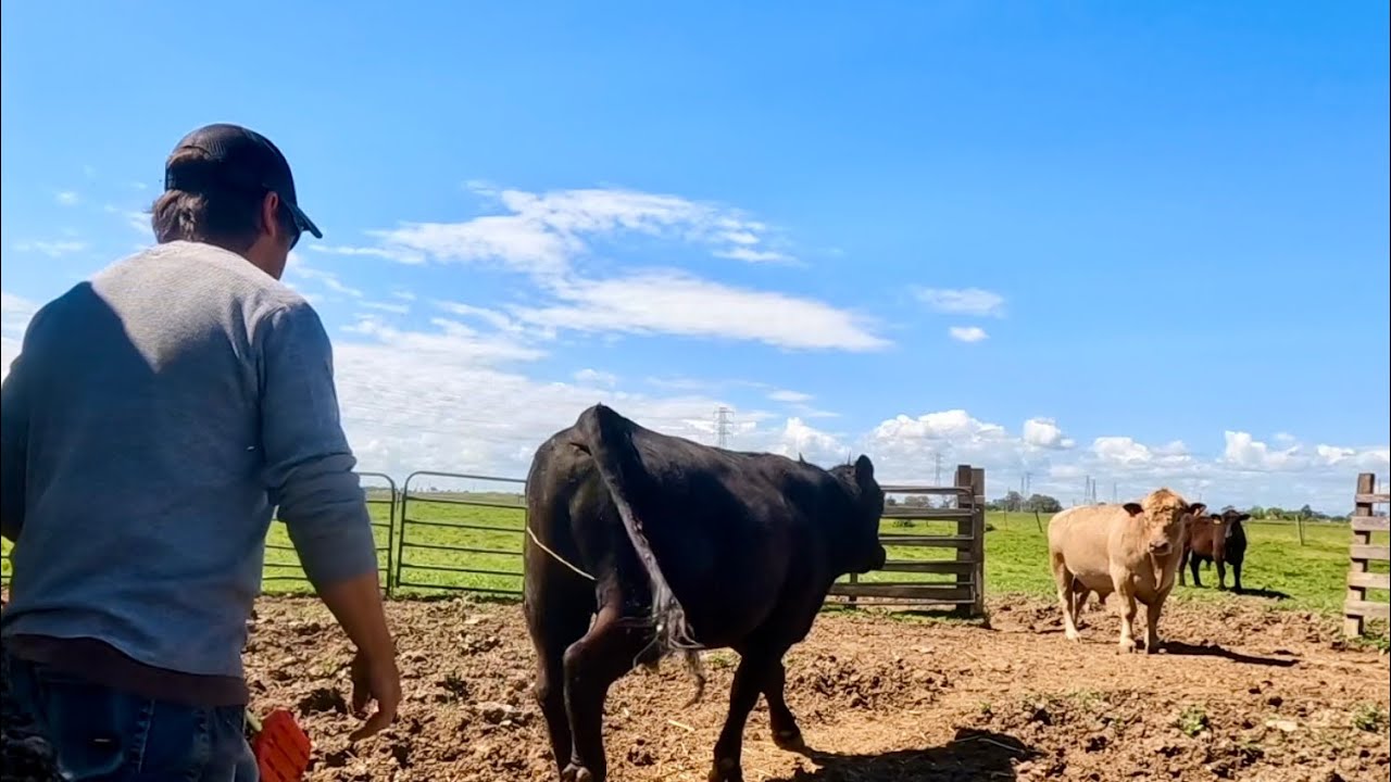 Huge Cow Shuffle and Finishing Up the Working Corral!
