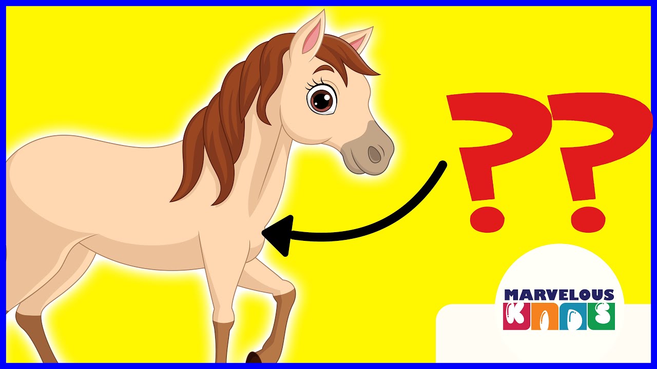 Horse - parts of the body - English educational video | Marvelous KIDS