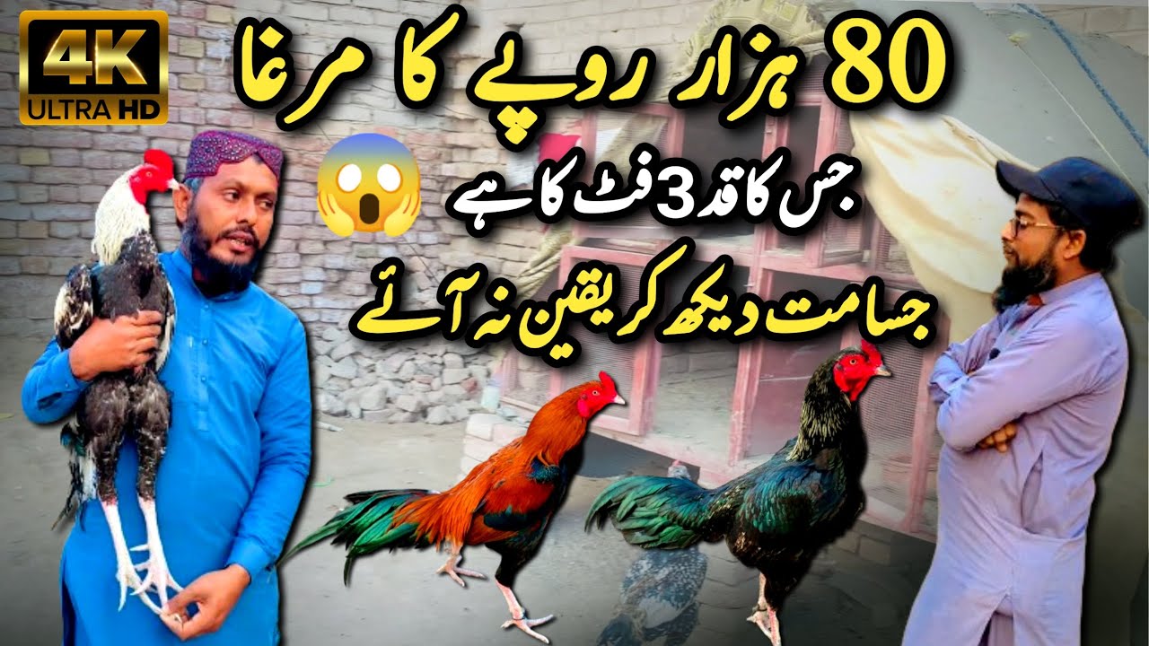Main breeders of Aseel || Most Expensive Aseel Breed || Shamo Murga @MirpurkhasDiscovery28