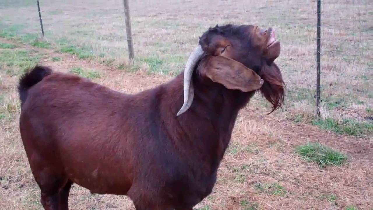 Golden Acres Boer Goats 12-30-2010