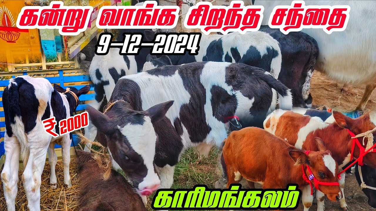9-12-2025 karimangalam cow market price details tamil வளர்ப்பு கன்று குட்டிகள் விலை நிலவரம் 
