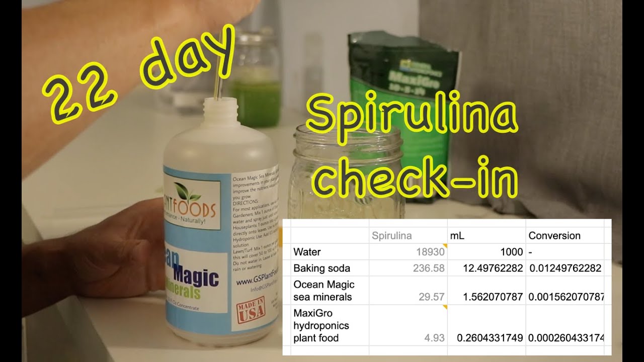 22 day Spirulina grow check-in