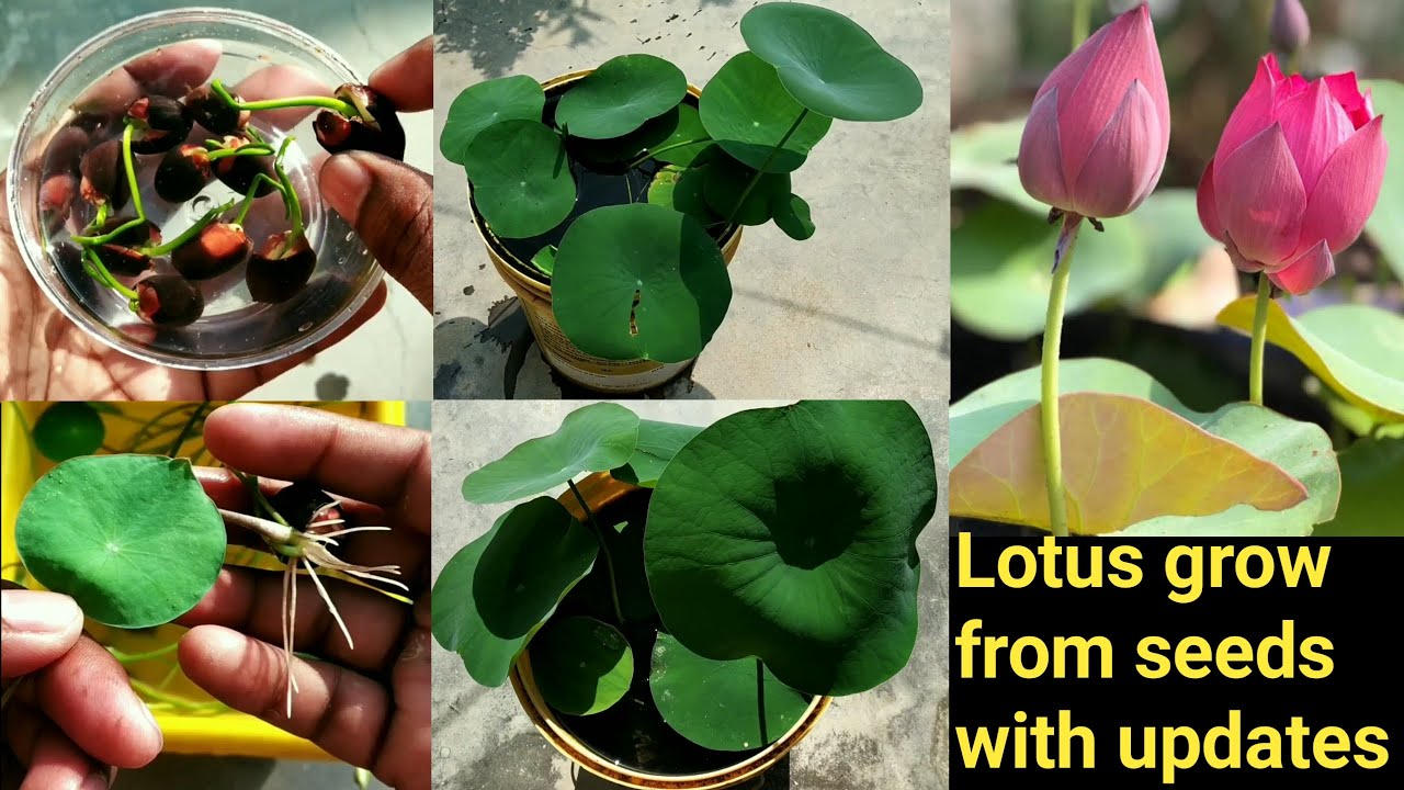 How to grow lotus plant from seeds/full information/Part-3/kamal ko ghr me ugaye