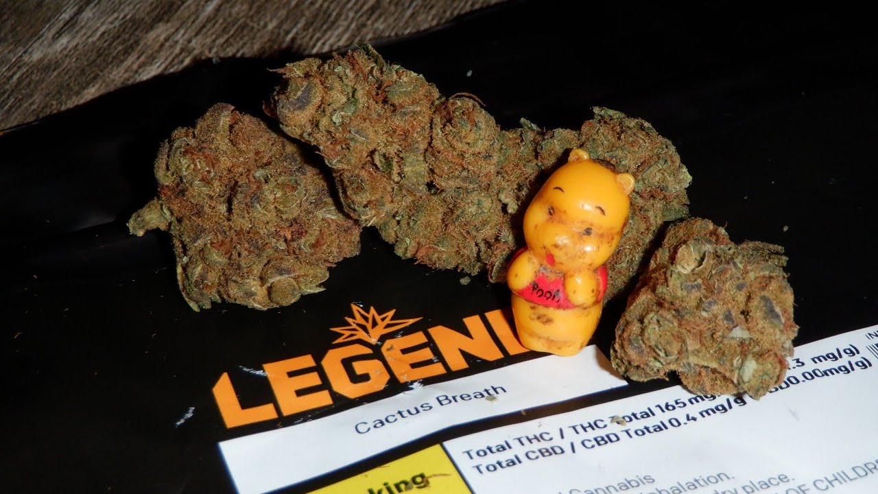 Strain Review Cactus Breath By Legend
