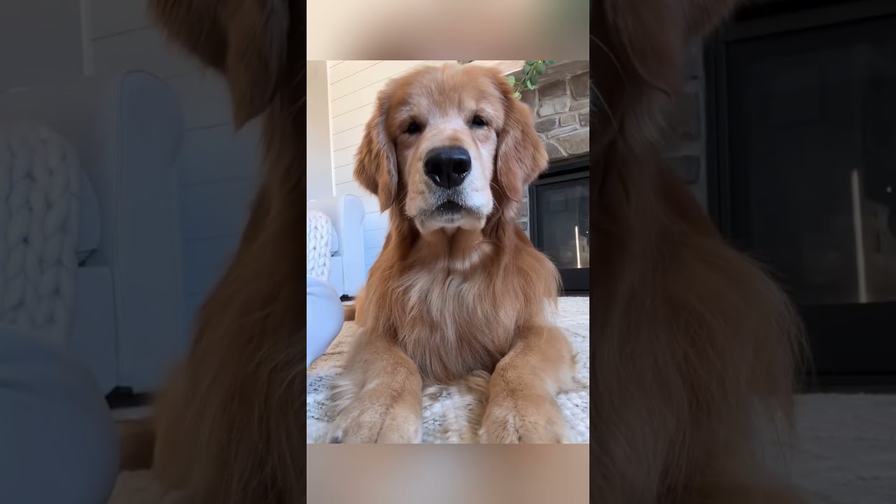 Funny Dogs #Funny #Cute #Dogs #Trending #FunnyVideos #ForYouPage #FYP