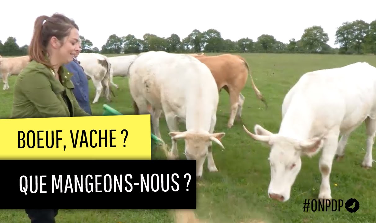 Viandes, que mangeons-nous vraiment ?