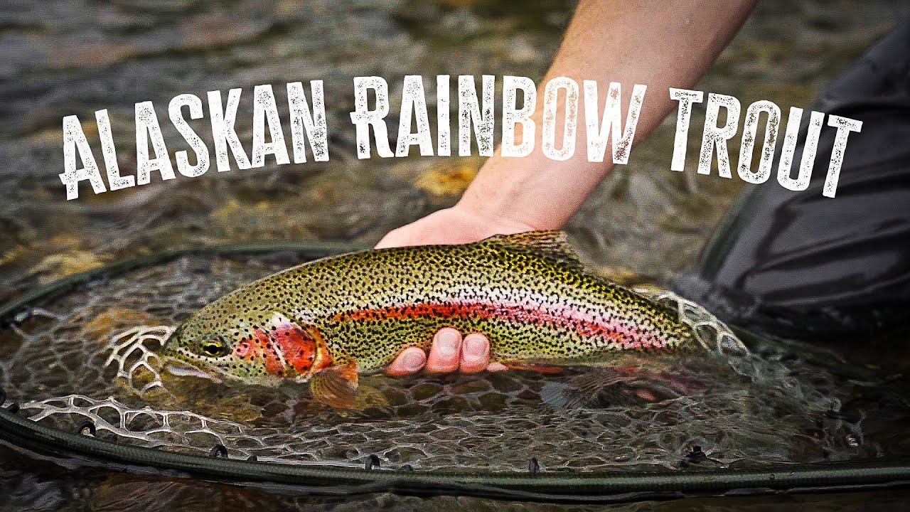 A Lazy Evening Fly Fishing for Rainbow Trout in Alaska