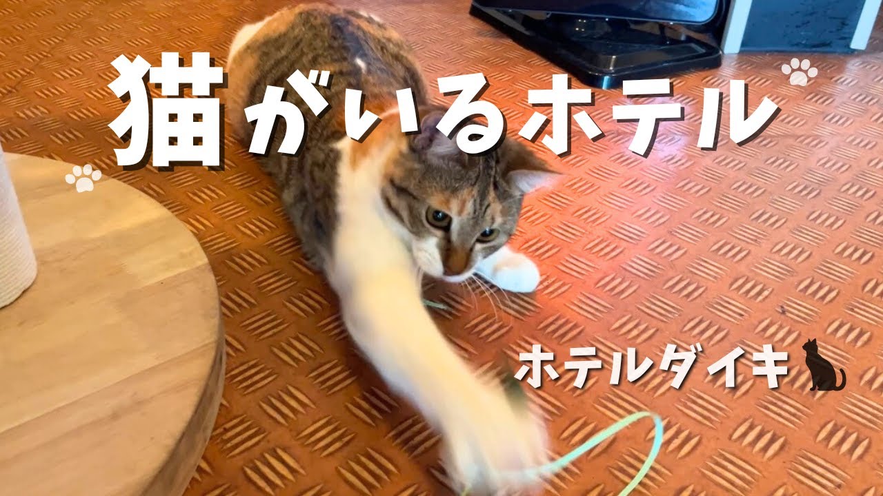 【ひとり旅】猫ちゃんがいるホテルへ行ってきた🐈大阪｜ホテルダイキ🏨✨