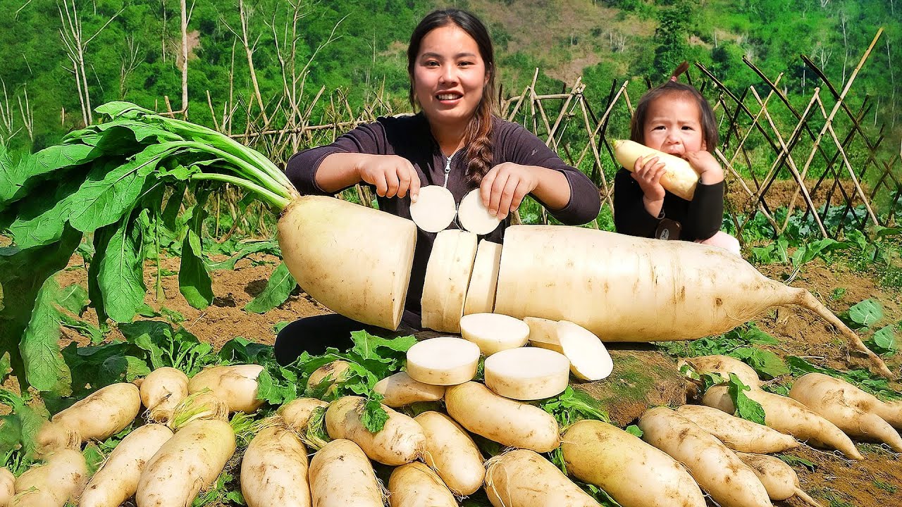 Harvest 2000Kg Giant Radishes to sell at the market - Cook Yummy Food for Pigs with my children