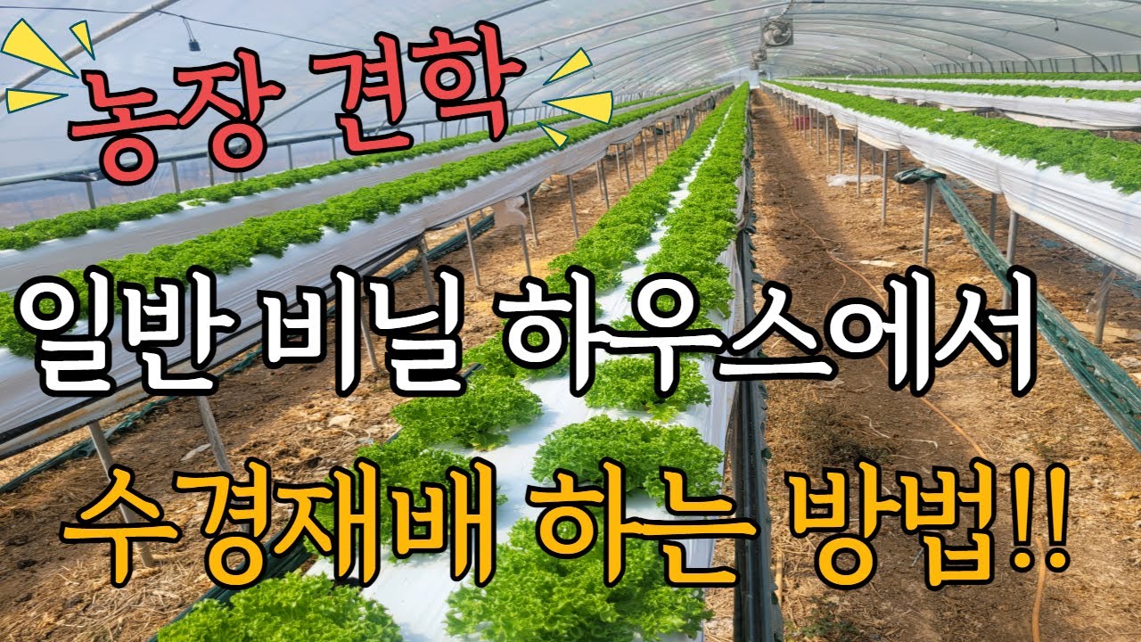 일반 비닐하우스에서 수경재배를 하는 농장을 다녀왔습니다!!
