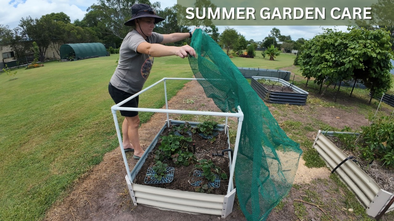 Protecting Fruit in the Summer Garden | Strawberries, Pomegranate & Boysenberries