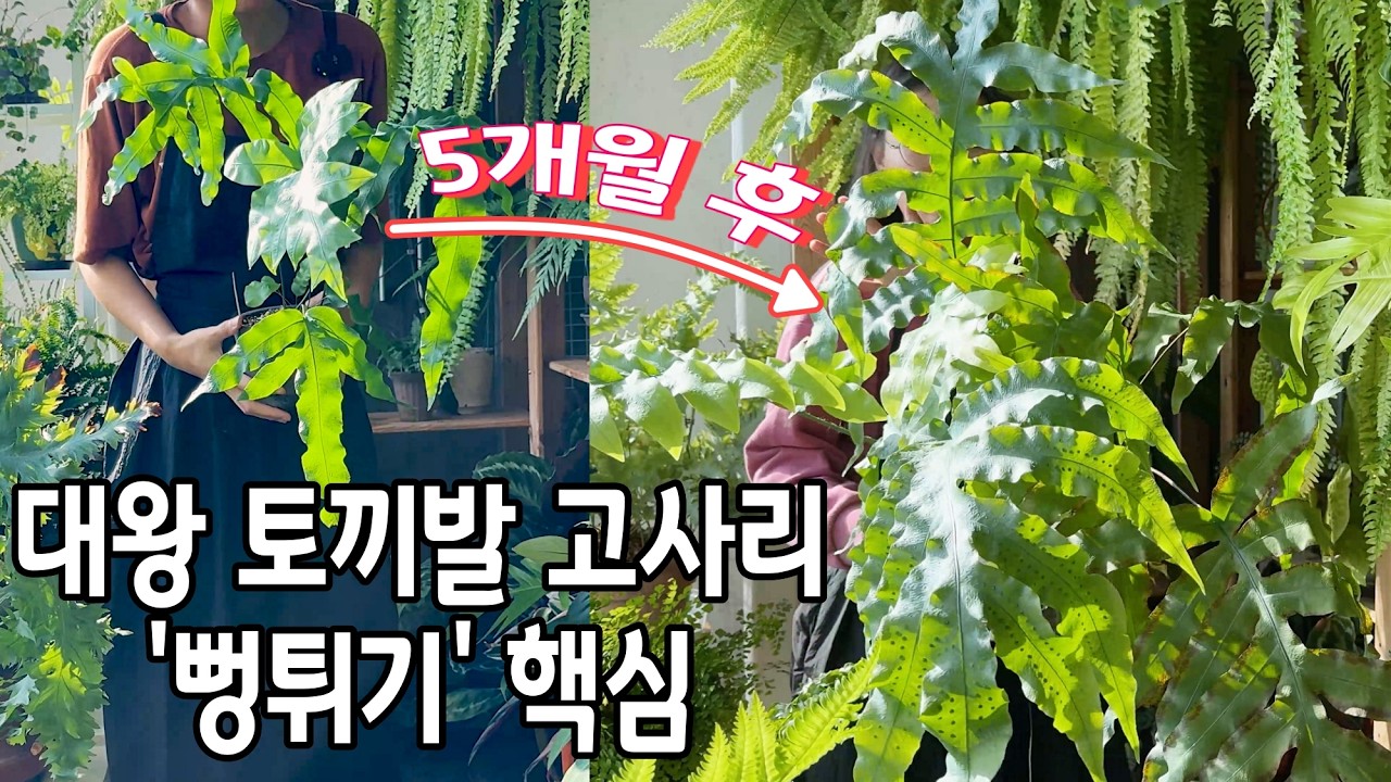 대왕 토끼발 고사리 키우기, 5개월 만에 잎 크기 3배 키우는 관리 노하우! (비료보다 중요한 것이 있다?!  고사리 흙 배합, 분갈이 팁 )