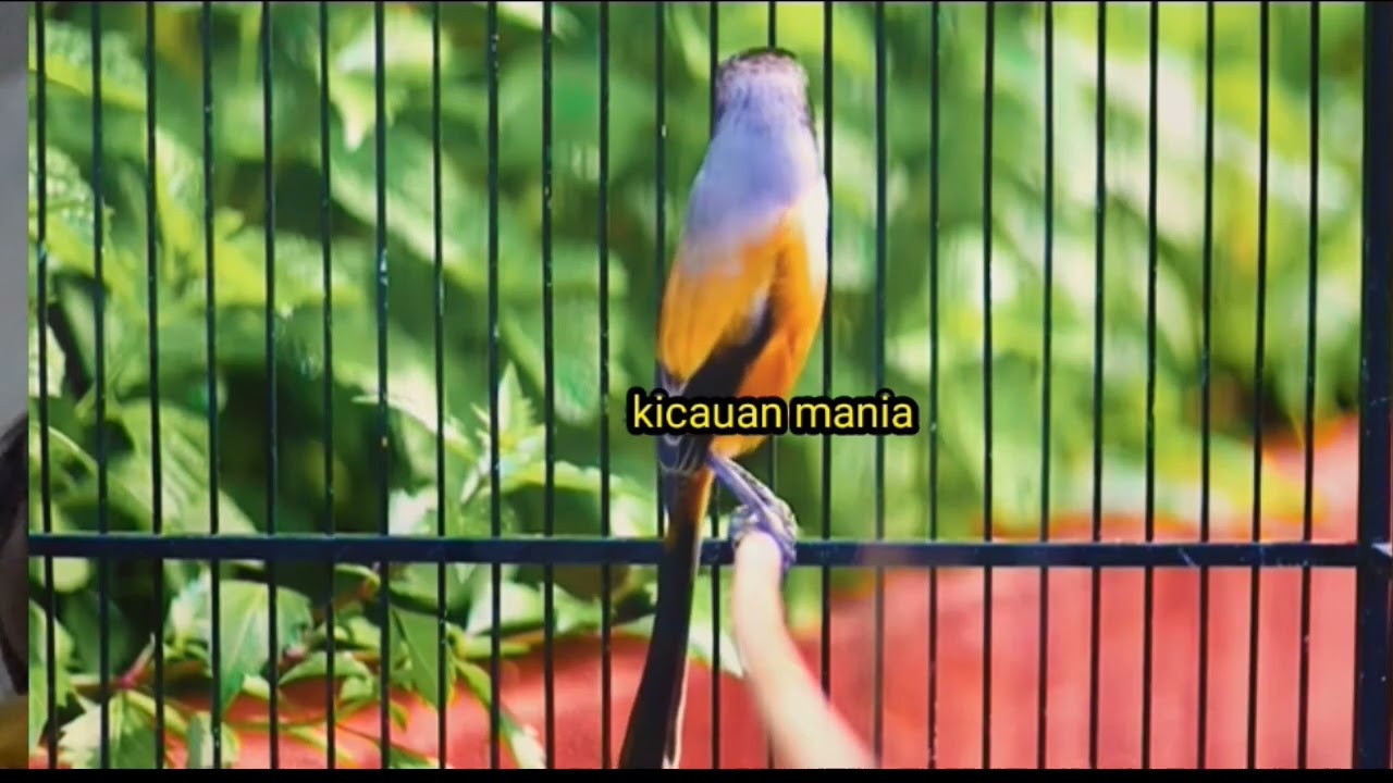 CENDET GACOR isian prenjak vs isian burung priit COCOK UNTUK MASTERAN BURUNG CENDET