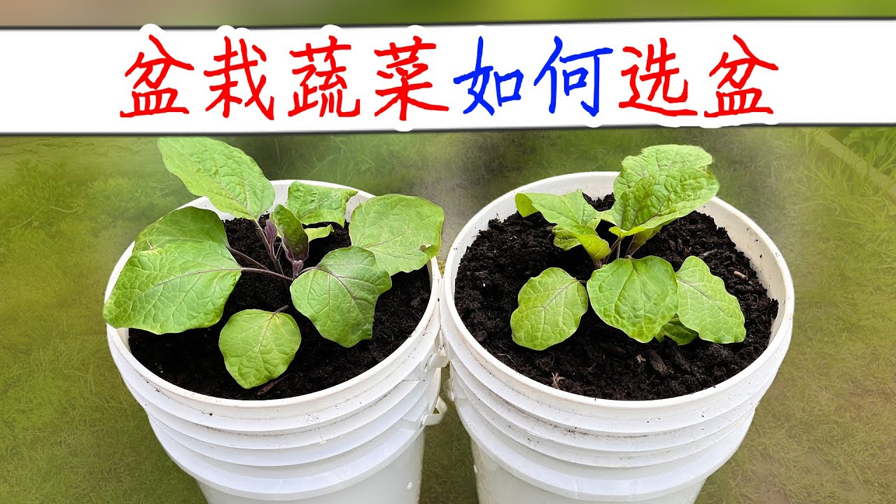 【种植小白必看】盆栽蔬菜选盆全攻略！塑料盆有毒吗？尺寸怎么选？一次讲清楚！