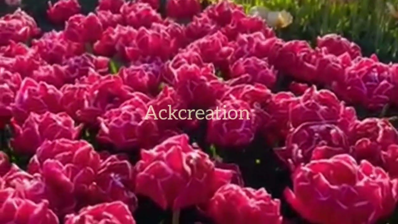 Beauty of nature #rose #rosecaring #flowers #beautifulflowers #garden #reel#viral reel#video #nature