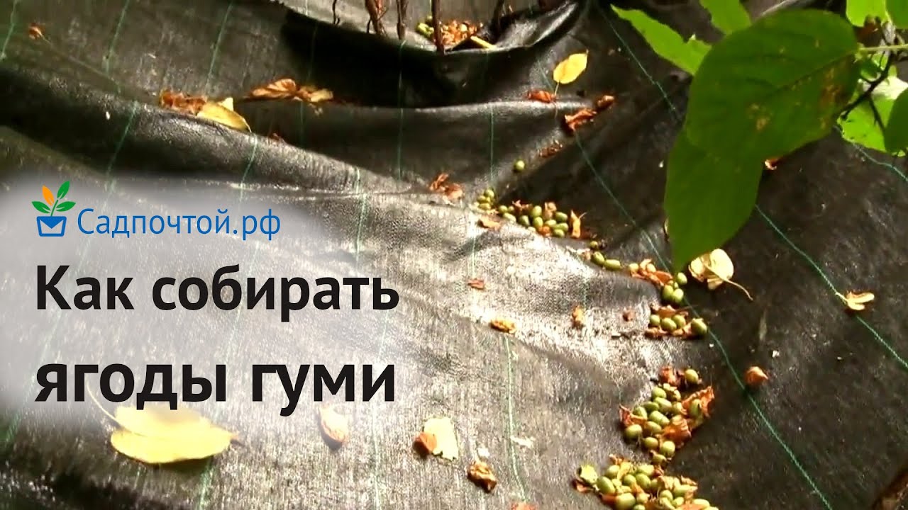 Как собирать ягоды актинидии, Actinidia kolomikta. Питомник Садпочтой.рф #садпочтой