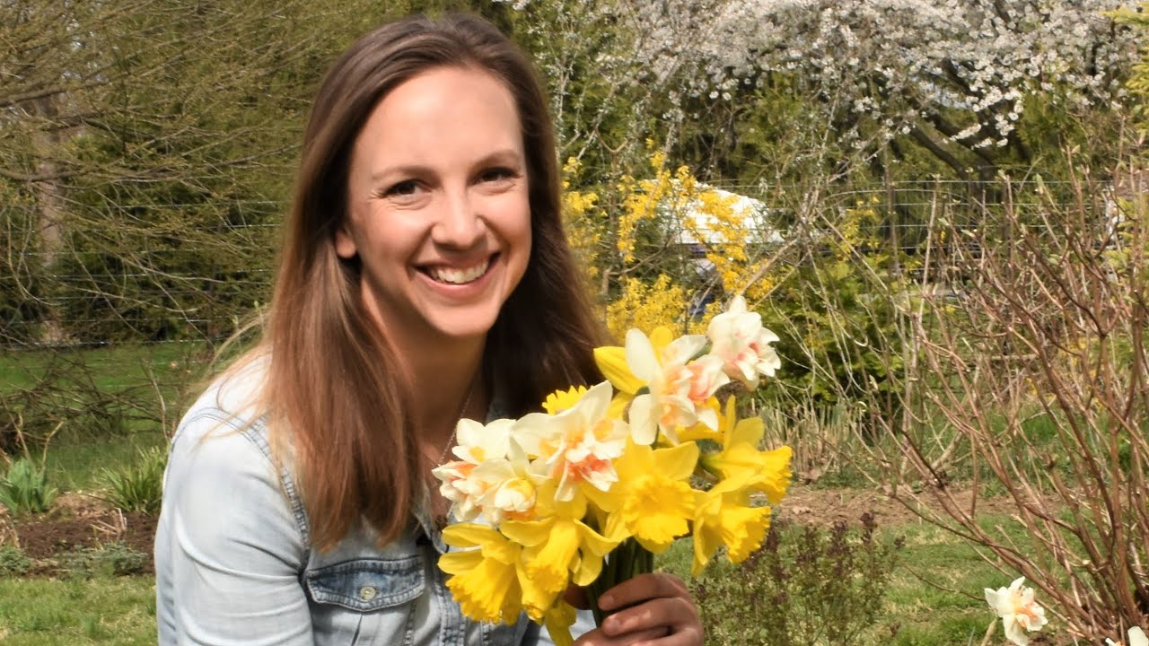 Daffodils as Cut Flowers // How to Harvest and Condition Daffodils // Northlawn Flower Farm