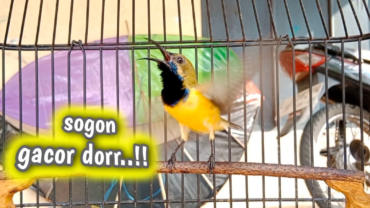 SOGON GACOR DORR..!! PANCINGAN SOGON NEMBAK  #sogon #sogongacordor #pancingansogon #sogokontonggacor