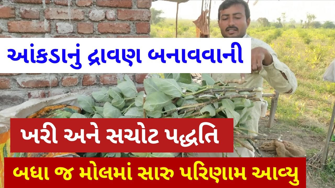 આંકડાનું દ્રાવણ બનાવવાની ખરી અને સચોટ પદ્ધતિ | બધા જ મોલમાં સારુ પરિણામ આવ્યુ | khedut ni kheti |
