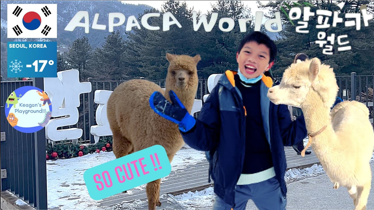 Travel Series: Korea Alpaca World