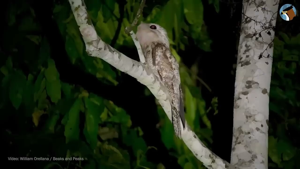 urutau gigante