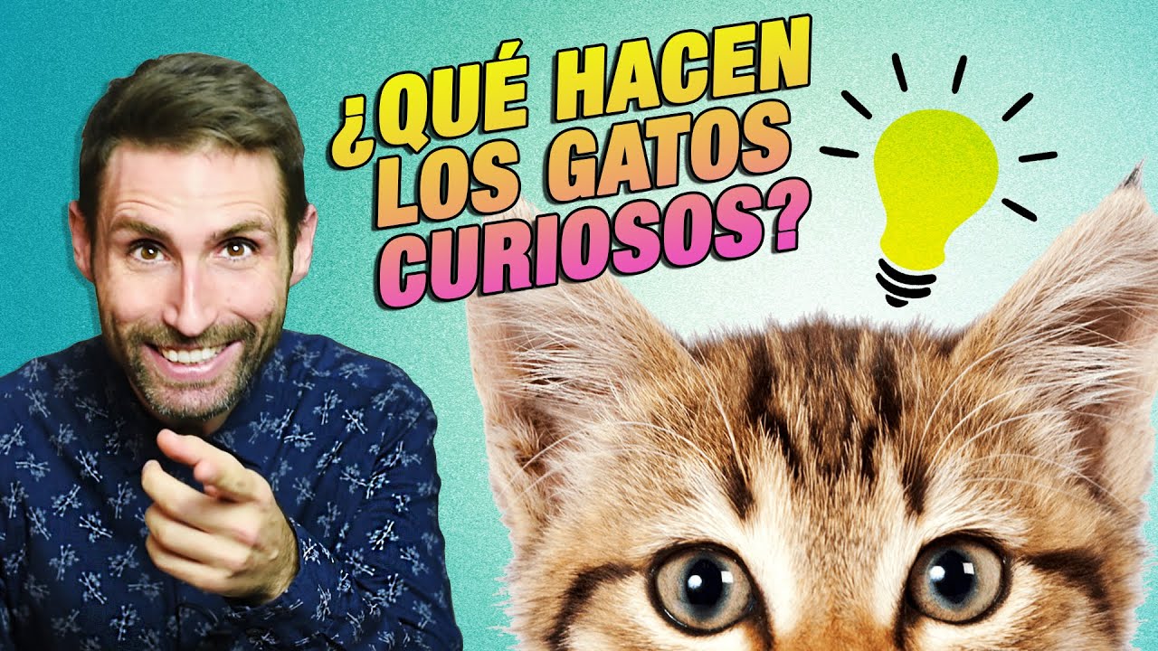COMPORTAMIENTOS de GATOS CURIOSOS explicados😼| &iquest;Por qu&eacute; TIRA COSAS 🥤al suelo y SE METE EN BOLSAS 🛍️?