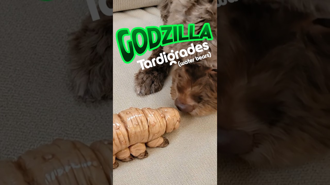 How to grow giant radioactive Tardigrades (Water Bears). #tardigrade #waterbear #pets #animals