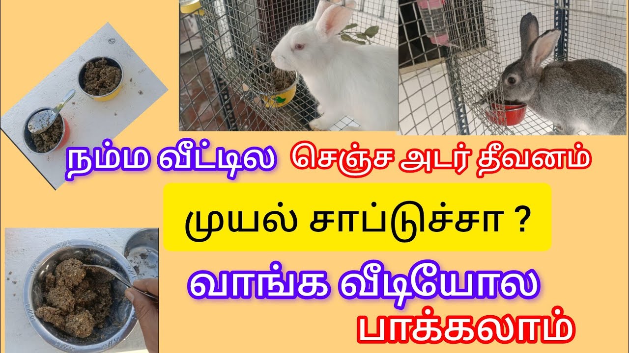 #நம்ம வீட்டில செஞ்ச அடர் தீவனத்த முயல் சாப்பிடுதா ? #முயல்#Muyal# Rabbits#Dry foods#அடர்தீவனம்