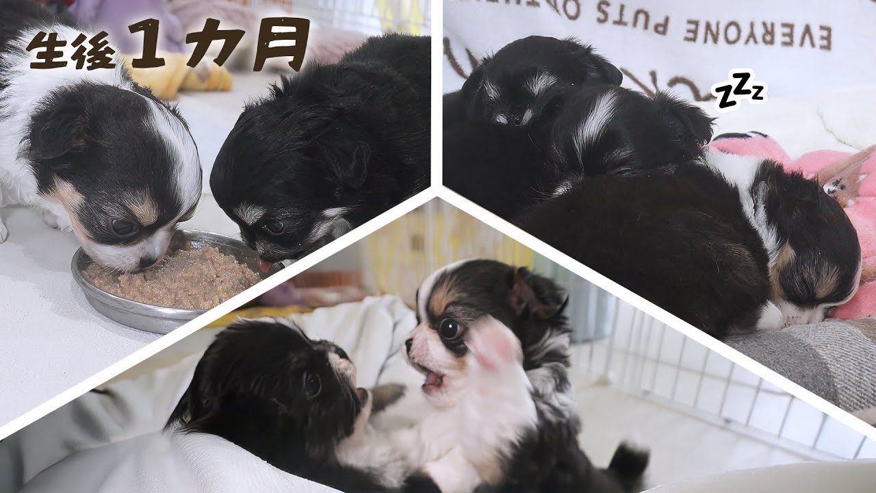 【生後１か月】赤ちゃんチワワの食っちゃ寝 生活が可愛すぎるんゴオｵｵｵ【ブリーダー】