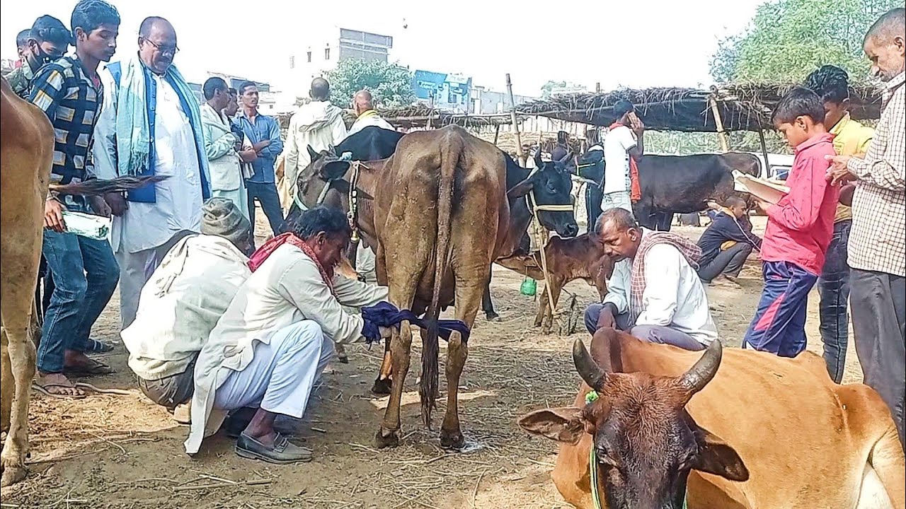 सबसे सस्ती गाय की मंडी बिहीया | Bihiya Pashu Mandi Bhojpur Bihar 2021 | Cow Mandi in Bihar