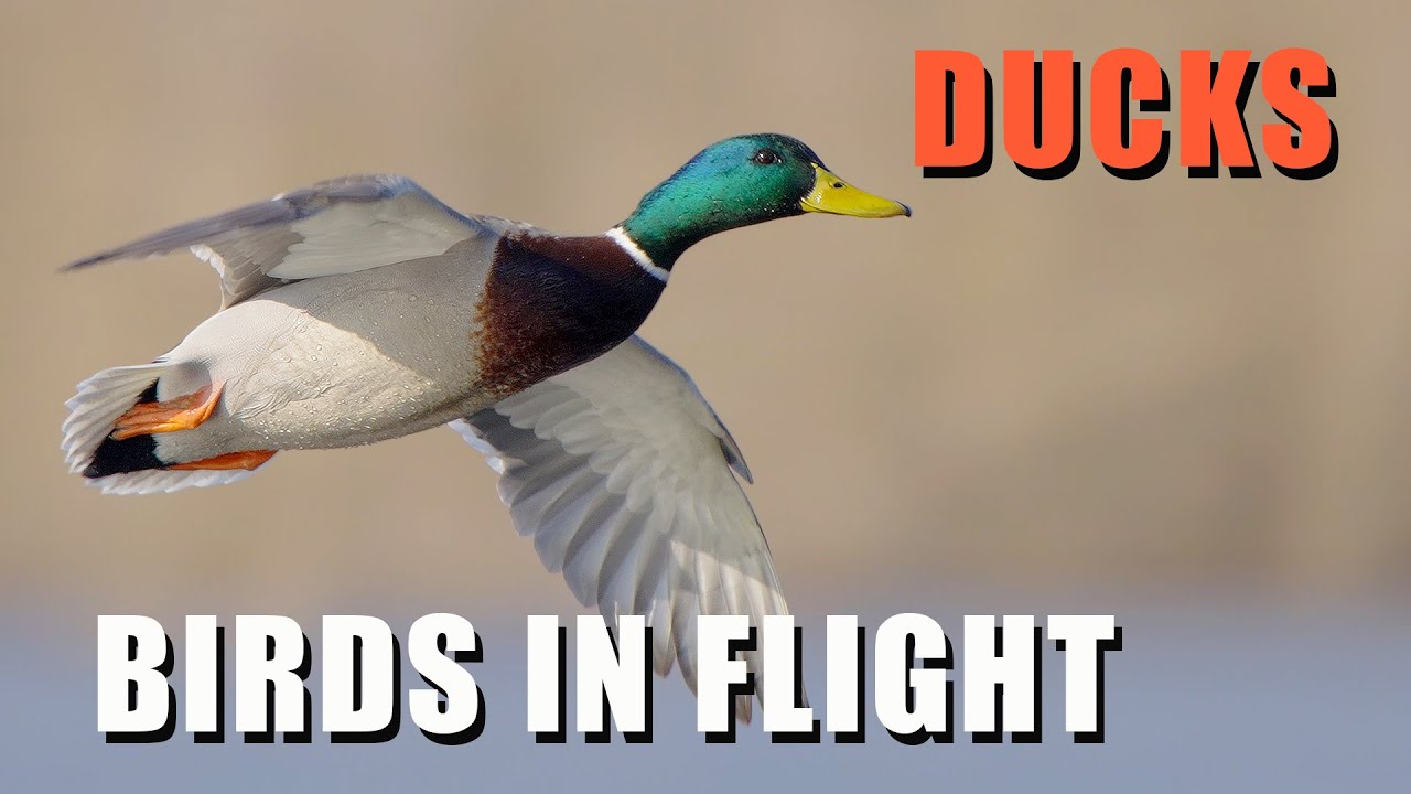 BIRDS IN FLIGHT - Ducks