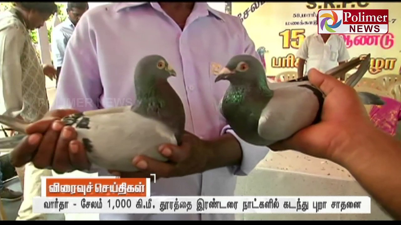 Salem : Pigeon travels 1000KM in 2 and half days and makes history in Race | Polimer News